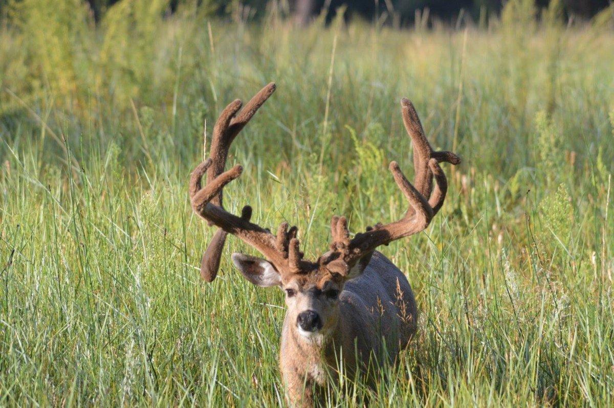 What a Buck! Real Monster Muley
