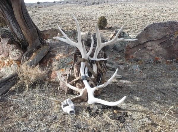 What an antler load!!