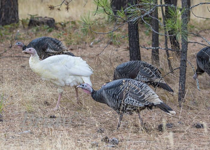 White Wild  Turkey October 2019  a-1004.jpg