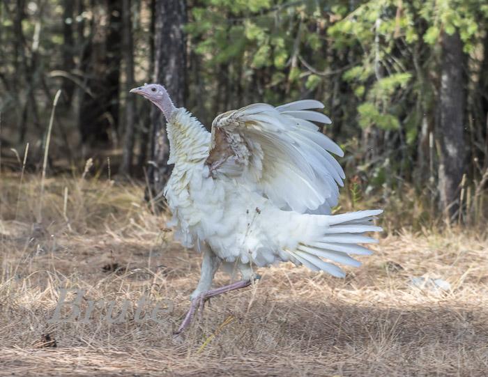 White Wild  Turkey October 2019  a - 3904.jpg
