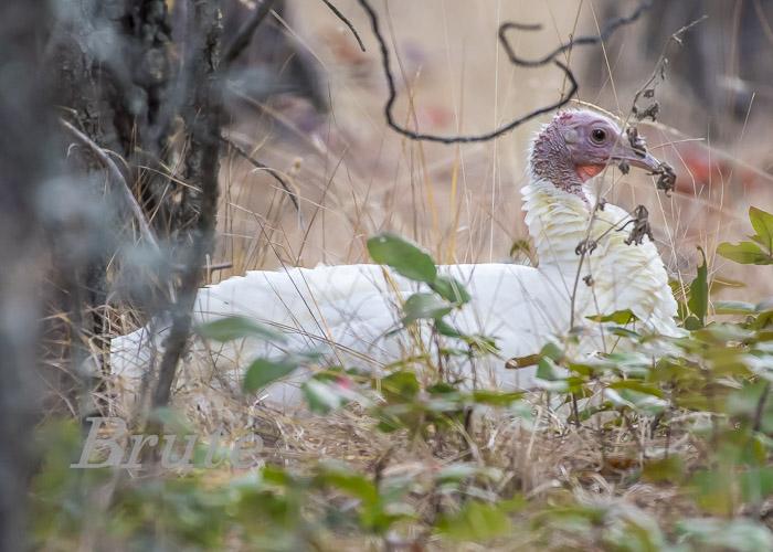 White Wild  Turkey October 2019 a-4848.jpg