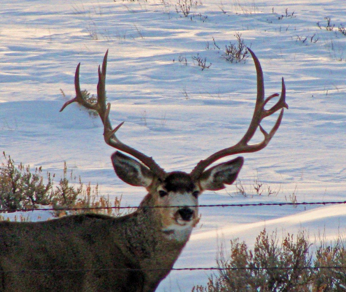 Wide Buck with Kickers