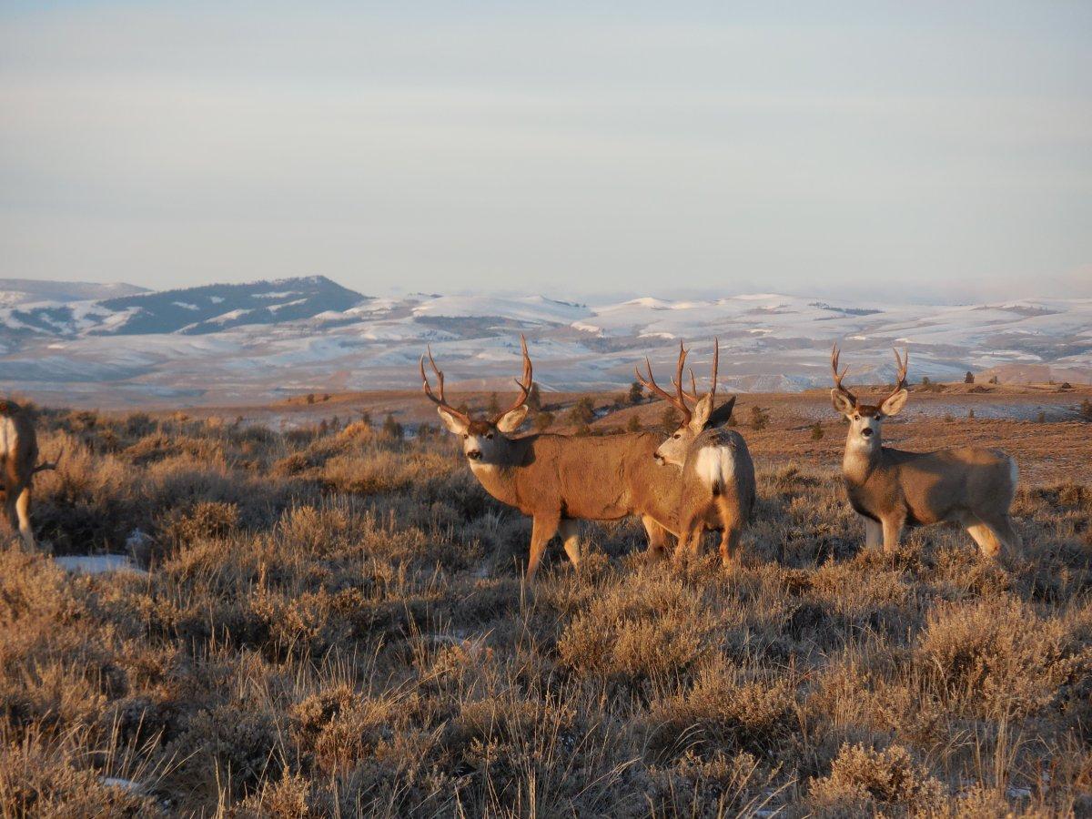 Winter Range Bucks