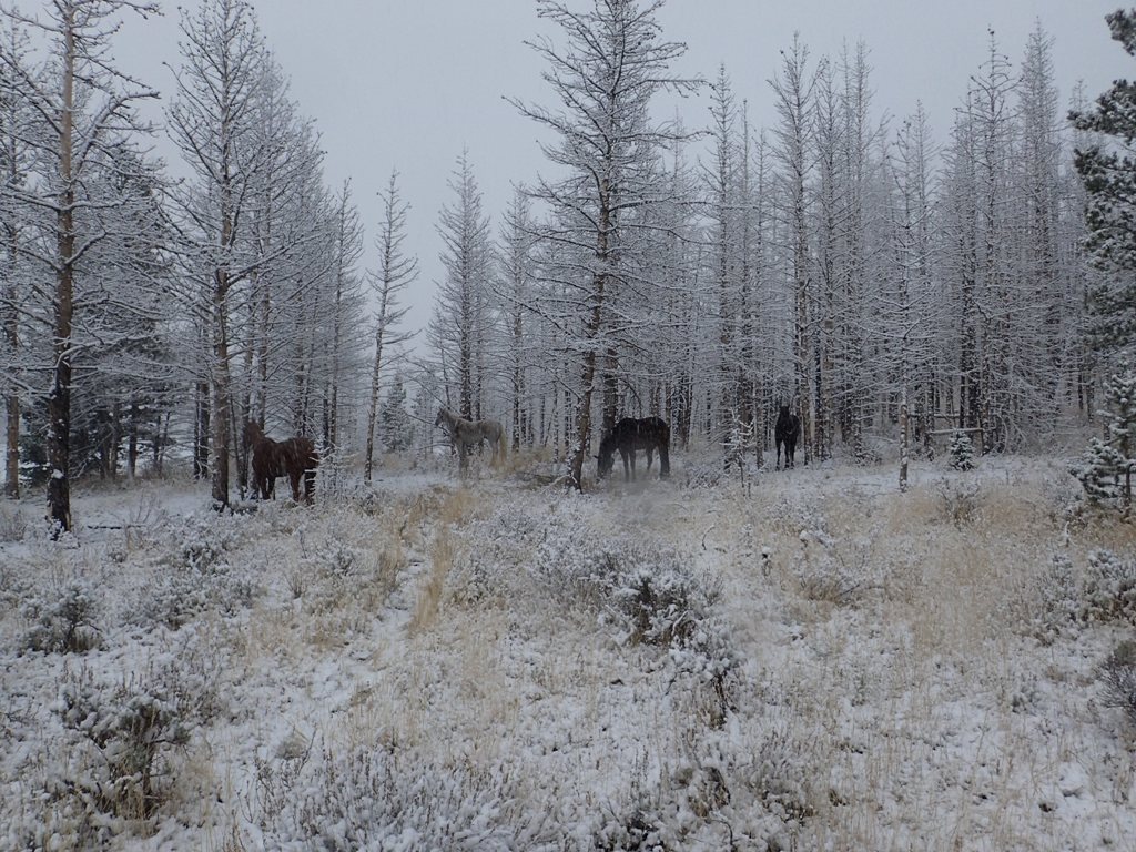 horses_in_snow.jpg