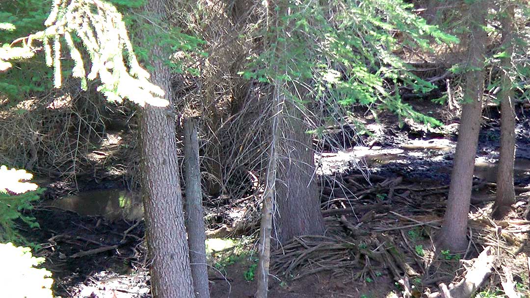 pine-wallows-before.jpg