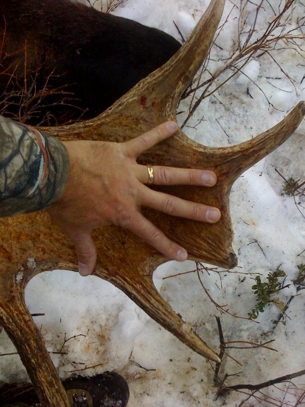 567moose_with_hand.jpg