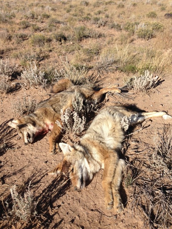 46082_coyotes.jpg