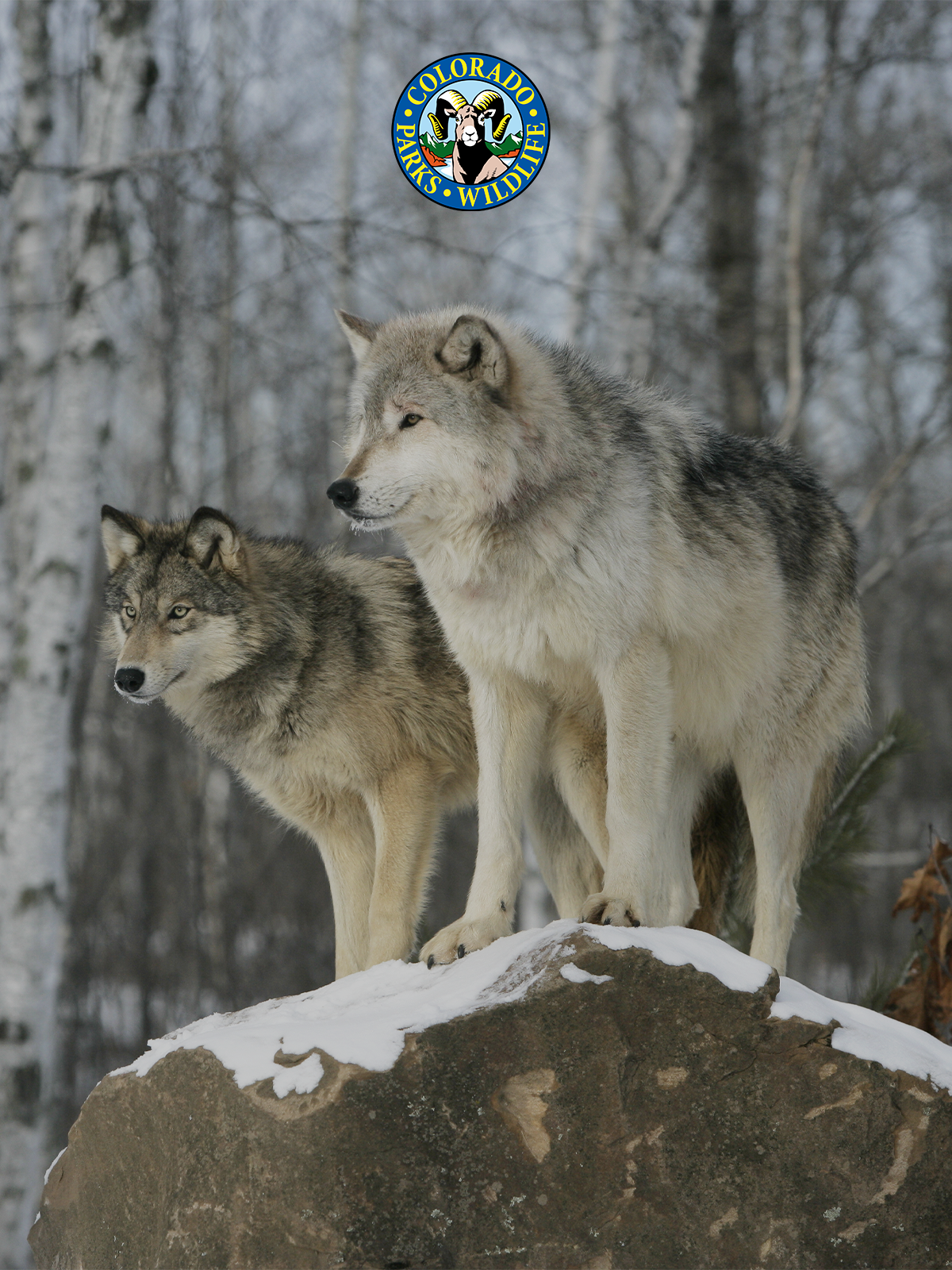 Two gray wolves standing on snow covered rock. CPW logo overlays on graphic.